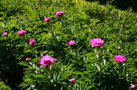 219 Penshurst Place and Garden