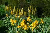 226 Penshurst Place and Garden