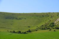 231 Long Man of Wilmington