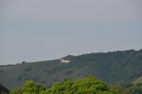 234 The Liglington White Horse bei Alfriston