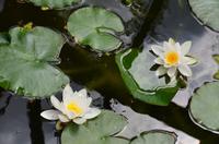 257 West Dean Gardens