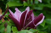 325 Knightshayes Court