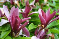 326 Knightshayes Court