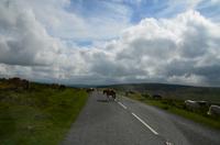 338 Dartmoor