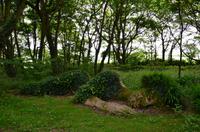 357 The lost Gardens of Heligan