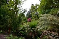359 The lost Gardens of Heligan