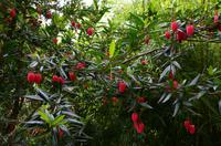 362 The lost Gardens of Heligan