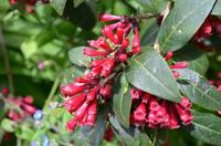 365 The lost Gardens of Heligan