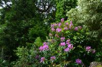 366 The lost Gardens of Heligan