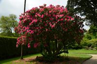 367 The lost Gardens of Heligan