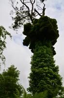 369 The lost Gardens of Heligan