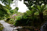 373 The lost Gardens of Heligan