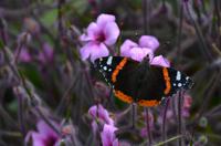 375 The lost Gardens of Heligan
