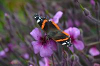 376 The lost Gardens of Heligan