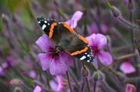 377 The lost Gardens of Heligan