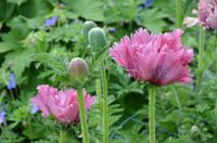 406 Cornwall, Lanhydrock