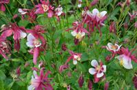 407 Cornwall, Lanhydrock