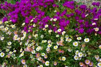 414 Cornwall, Trebah Garden