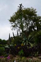 415 Cornwall, Trebah Garden