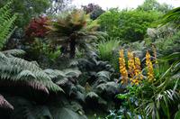 417 Cornwall, Trebah Garden