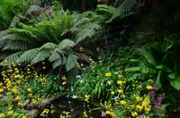 418 Cornwall, Trebah Garden