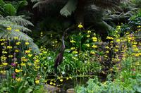 419 Cornwall, Trebah Garden