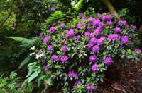 420 Cornwall, Trebah Garden