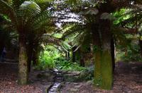 421 Cornwall, Trebah Garden