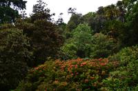 422 Cornwall, Trebah Garden