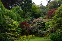 423 Cornwall, Trebah Garden