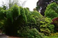 424 Cornwall, Trebah Garden