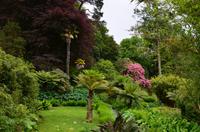 425 Cornwall, Trebah Garden