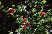 428 Cornwall, Trebah Garden