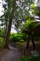 429 Cornwall, Trebah Garden