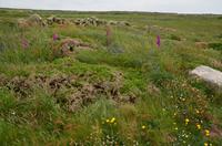 447 Cornwall, Lands End