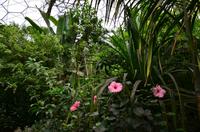 466 Cornwall, Eden Project