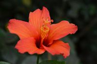 468 Cornwall, Eden Project