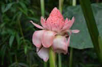 470 Cornwall, Eden Project