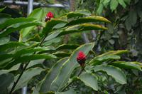 473 Cornwall, Eden Project