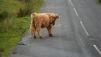 082 Dartmoor, Hochlandrind auf der StraÁe