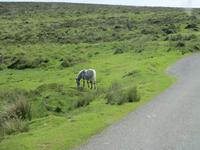 Dartmoor