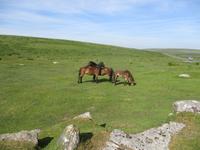 Dartmoor