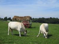 The Lost Gardens of Heligan