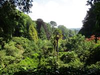 Trebah Garden