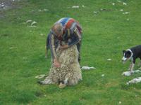 Schäfer Neil Ross bei der Schafschur