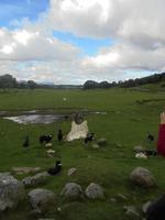 Kincraig Schaffarm - das Schaf ist geschoren