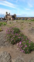 Blumen und älteste Kapelle auf Edinburgh Castle