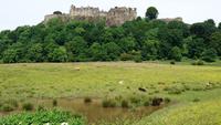 Stirling Castle und schottische Longhorns