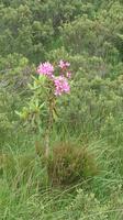 Rhododendren - schöne Pflanzen, jedoch in Irland fast Unkraut