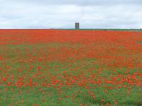 Mohnfeld bei den Stonehenge